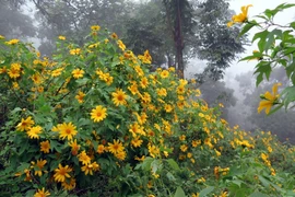 美丽的肿柄菊铺满北部多地山区（组图）