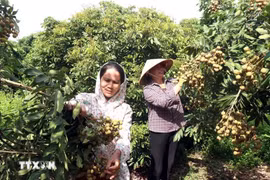 兴安市新兴乡决胜果树合作社的社员为龙眼收获做准备。图自越通社