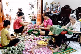 莲花窨制过程中的每个阶段都很重要，需要一丝不苟。图自越通社