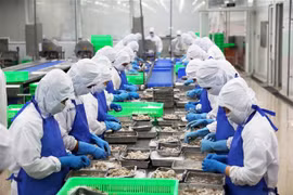 胡志明市平政县一家虾类加工出口企业。图自越通社