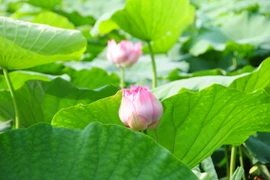 百叶花，又名千瓣莲，花开的时候，每一朵花里边重叠着数百花瓣