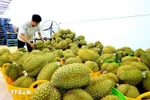 越南榴莲。图自越通社