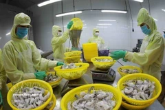 后江省明富集团工厂正在加工出口冷冻虾产品。图自越通社