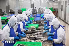 胡志明市一个出口虾初加工生产线 