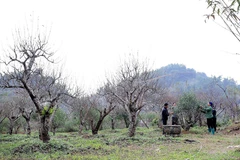 陀北古态桃以其自然树形、持久花期与雅致色泽，富含山林原生态气息，深受商贩与赏桃爱好者青睐 图自越通社