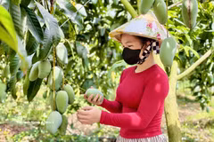 安江省芒果征服多个挑剔市场 图自越通社