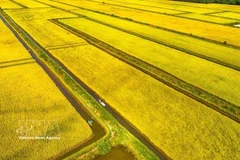 从空中俯瞰金瓯省永美乡的水稻田。图自越通社