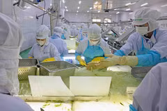VietFarm的芦荟生产线 图自越通社 