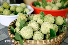 葡李番荔枝果实饱满均匀，散发着富寿乡间特有的清甜滋味。图自越通社