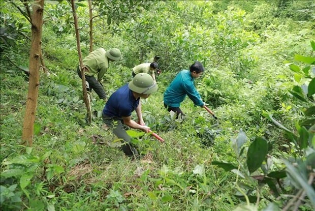 林业人员同春山国家公园管理委员会配合在由单位管理的春山县春台乡乔木林内砍光植被。图自越通社