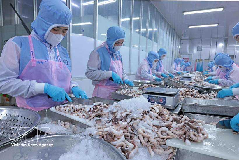 安江省辉南公司工人们正在对出口日本市场的章鱼进行加工。图片来源： 越通社