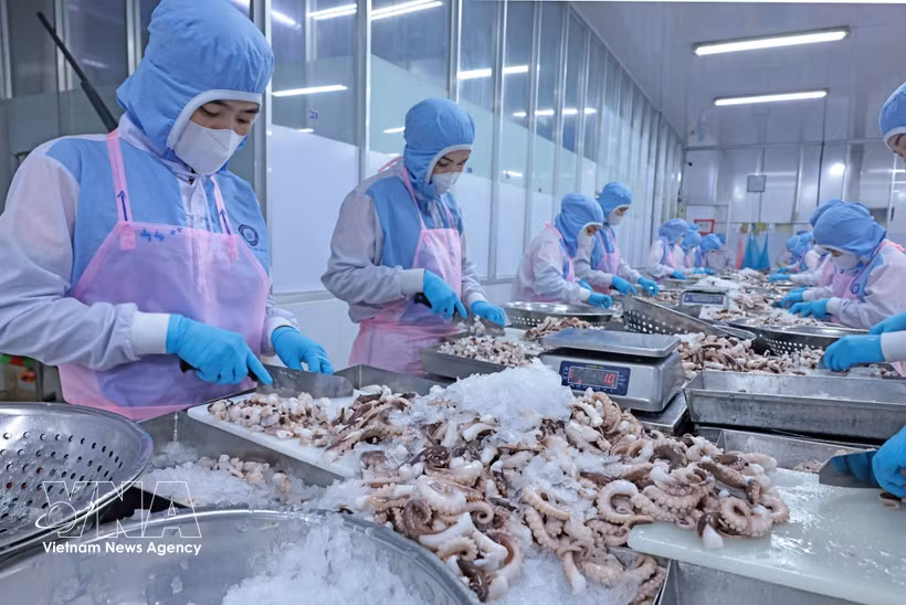 安江省辉南公司工人们正在对出口日本市场的章鱼进行加工。图片来源： 越通社