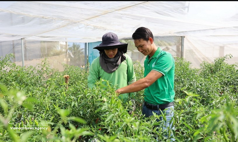 阮曰字（右）与合作社技术人员一起检查即将收获、准备出口到欧洲各国的鸟眼椒种植园。图片来源：越通社