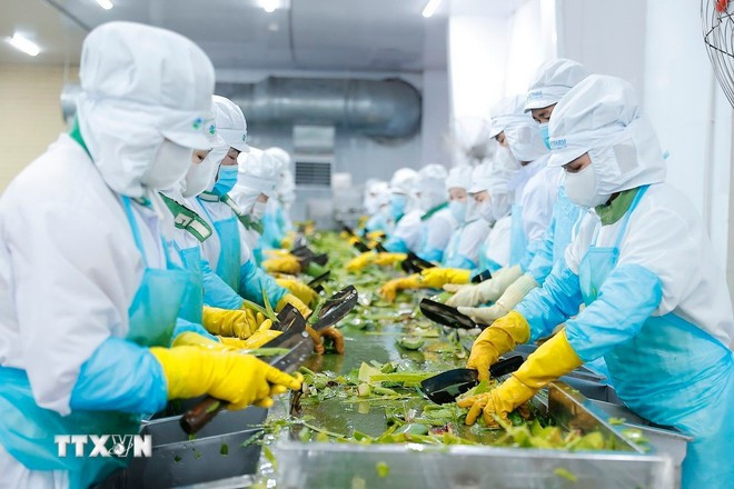 阿塞拜疆特别关注越南农产品加工。图自越通社