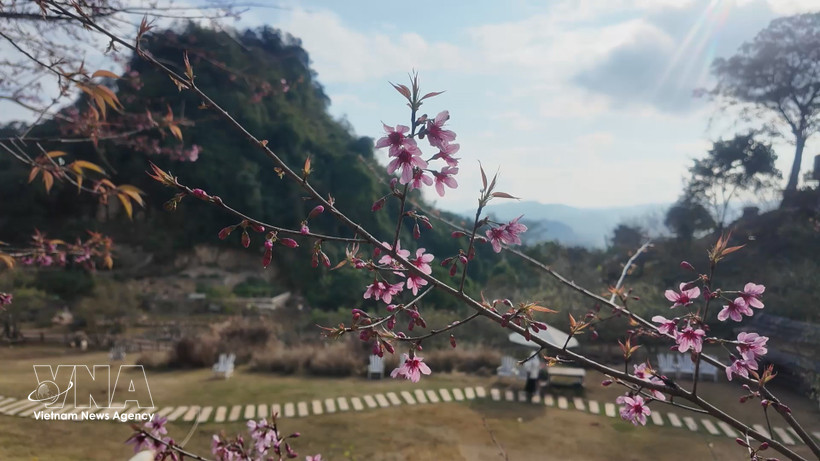 山罗省木州高原上的樱花绽放。越通社发