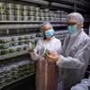 参观以色列农业科技企业的植物种子生产实验室。图自越通社
