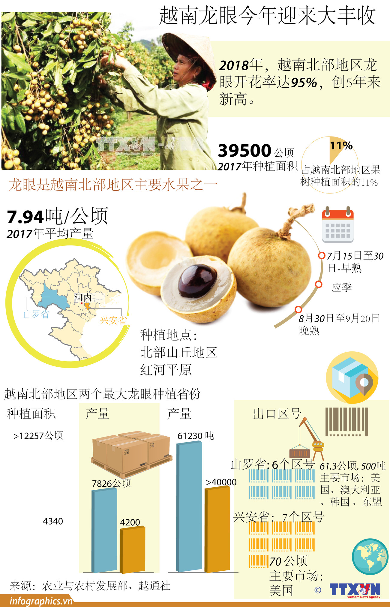 图表新闻：越南龙眼今年迎来大丰收 ảnh 1