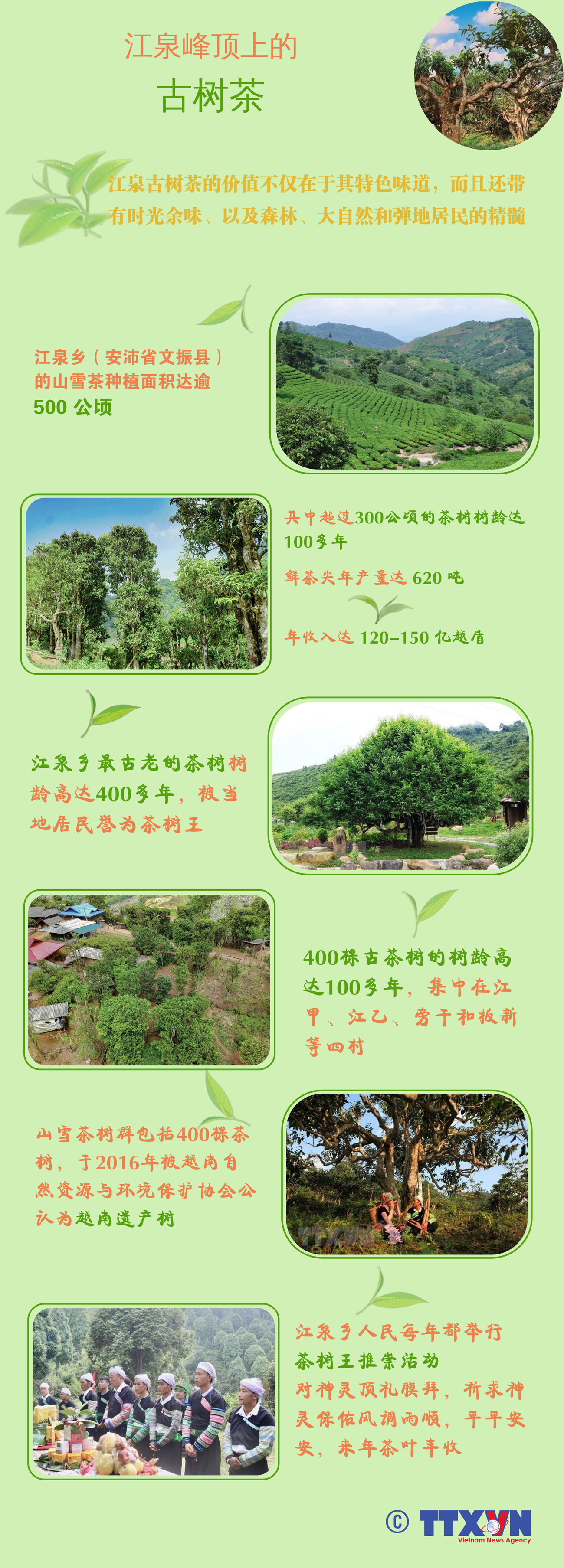 图表新闻 ：江泉峰顶上的古茶树 ảnh 1