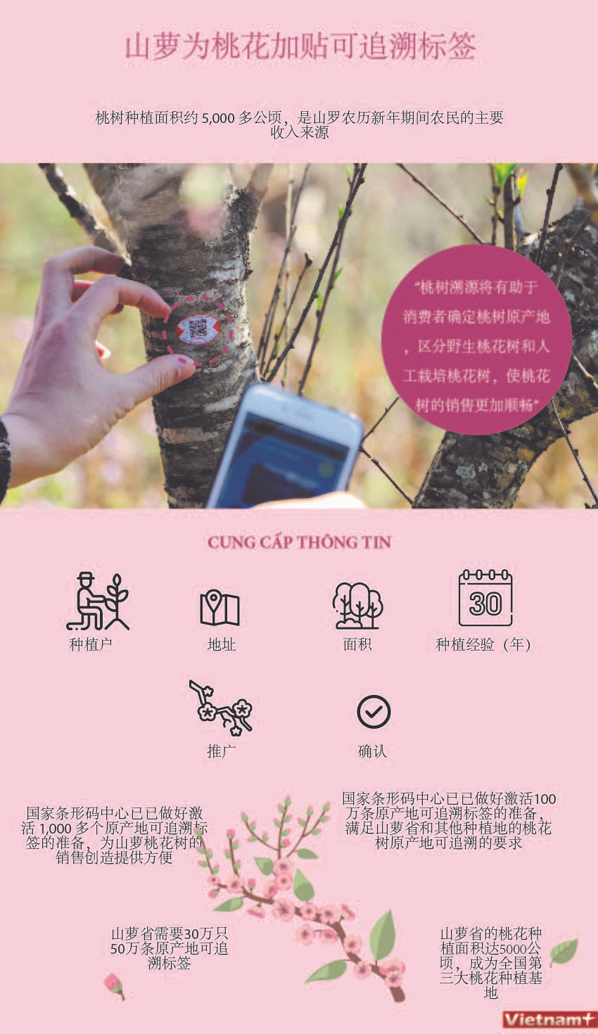 图表新闻：山罗省为桃花树加贴可追溯标签 ảnh 1