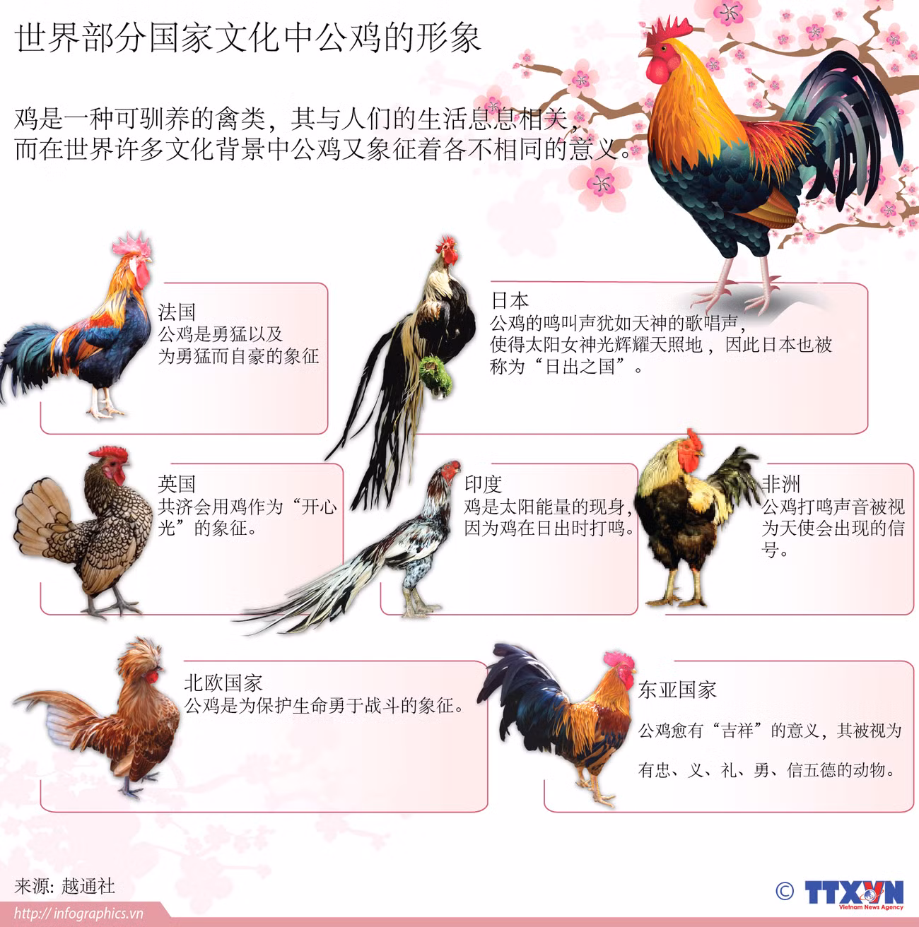 世界部分国家文化中公鸡的形象 ảnh 1