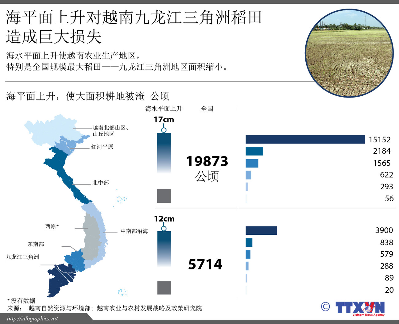 海平面上升对越南九龙江三角洲稻田造成巨大损失 ảnh 1