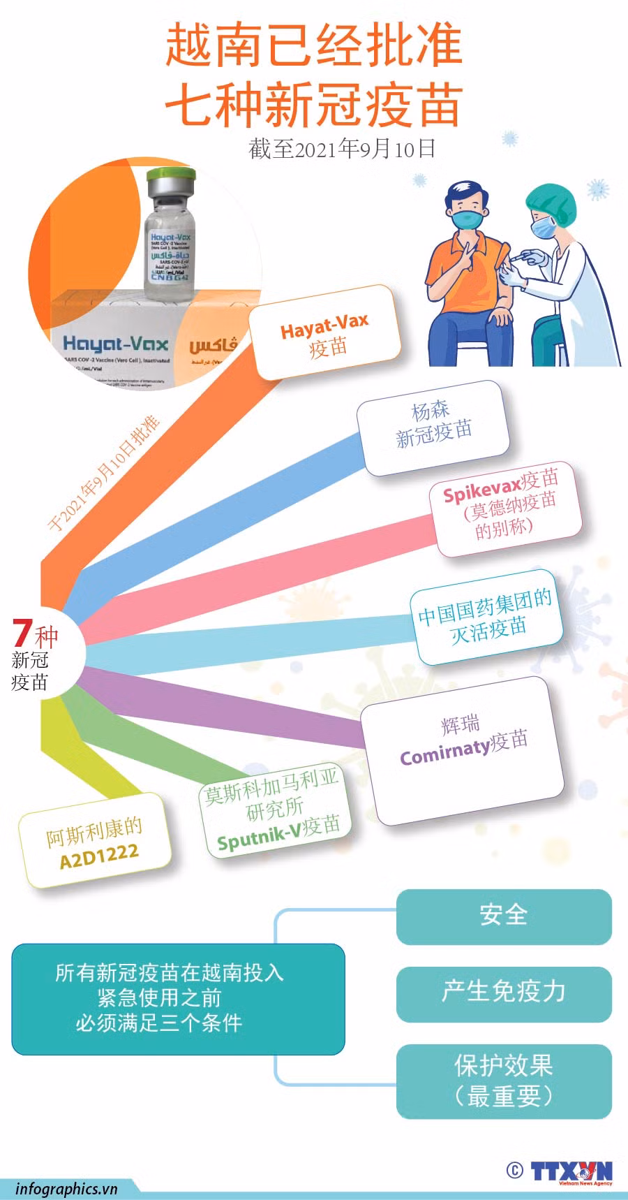 图表新闻：越南已经批准七种新冠疫苗 ảnh 1