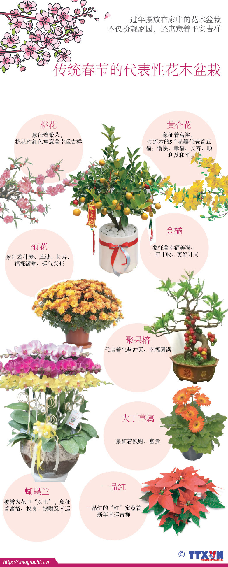 图表新闻：传统春节的代表性花木盆栽 ảnh 1