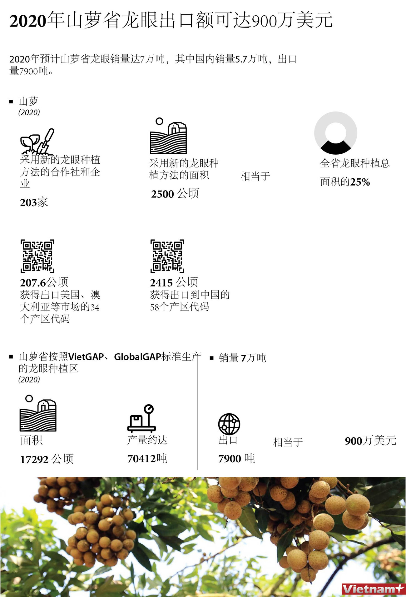 图表新闻：2020年山萝省龙眼出口额可达900万美元 ảnh 1