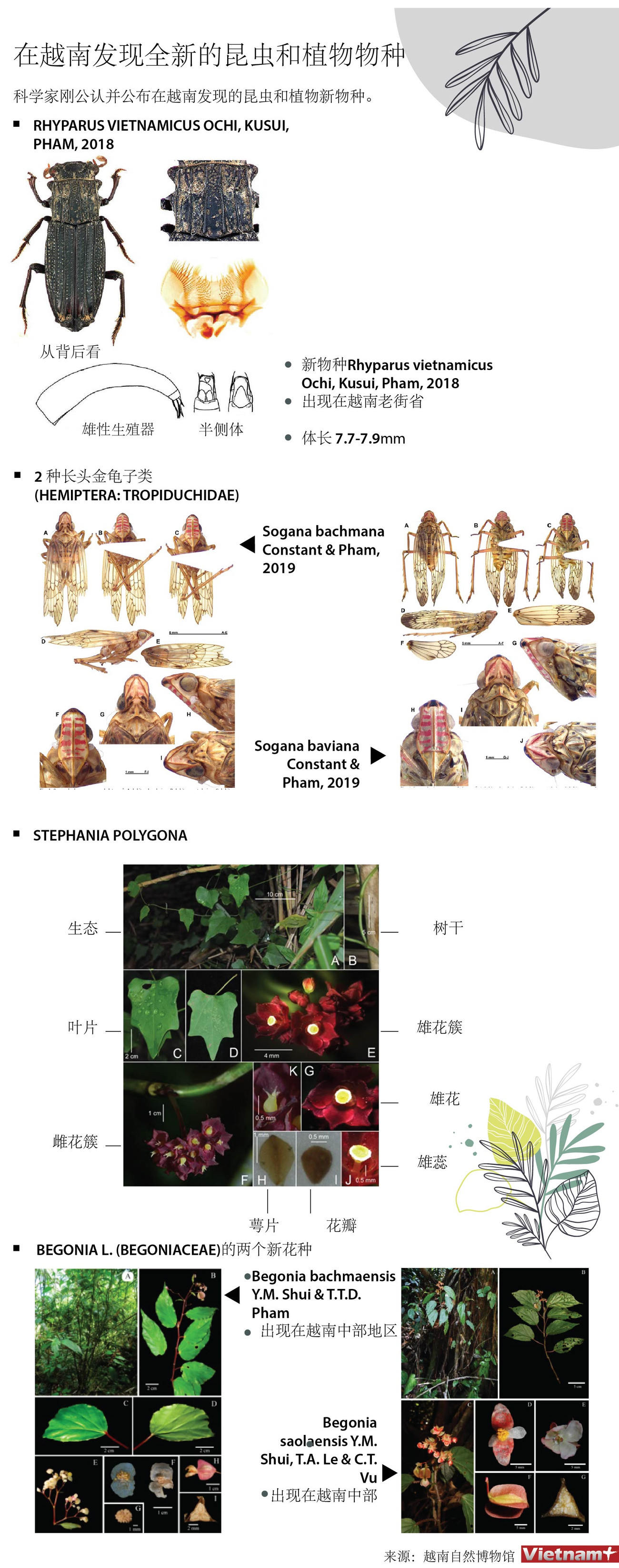 图表新闻：在越南发现全新的昆虫和植物物种 ảnh 1