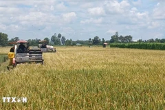 附图。图自越通社