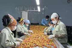 北江荔枝抢"鲜"出海 国内外订单突破10万吨。图自北江报