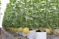 北宁省高新技术农业示范模式之一。图自北宁省政府门户网站