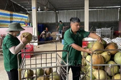 永隆省2025年椰子出口额约达5亿美元。图自越通社