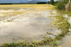 大面积稻田在雨后被深水淹没。图自越通社