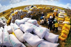 截至9月15日，越南已累计出口660万吨大米，出口量同比增长1.5%。图自越通社