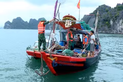 鸿基港口边防哨所同有关部门检查并处理在下龙湾非法捕捞水产品的渔船。图自广宁报