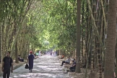 越南竹林现身北非植物园。图自越通社
