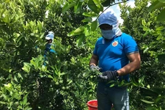 OCOP有机水果合作社采收无籽柠檬。图自人民报