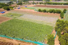 广义省安富社农民按照VietGAP标准开展蔬菜种植模式，取得显著成效。图自越通社