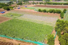 广义省安富社农民按照VietGAP标准开展蔬菜种植模式，取得显著成效。图自越通社