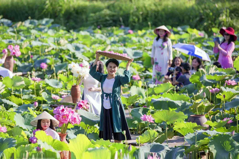 为河内莲花旅游增添色彩。图自hanoimoi.vn