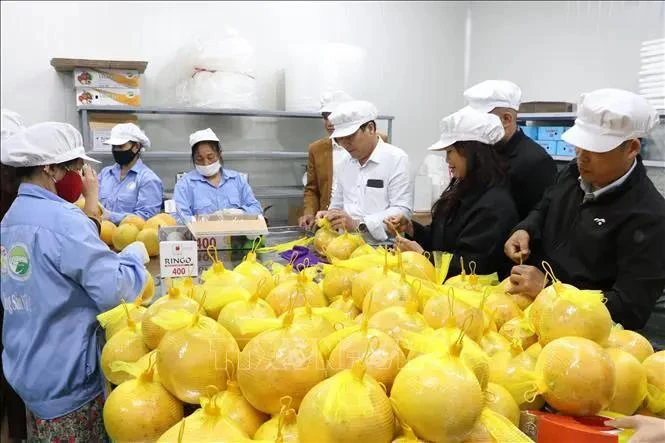 和平省柚子成功进军欧洲市场。图自越通社