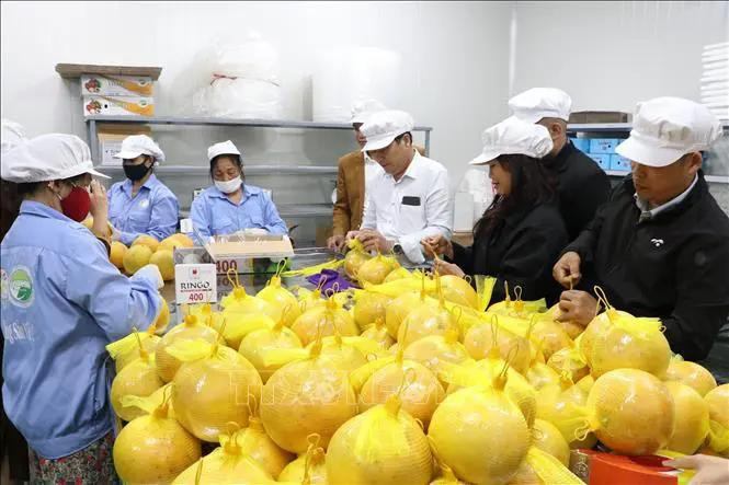 和平省柚子成功进军欧洲市场。图自越通社