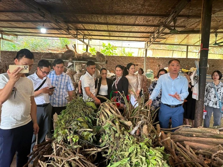 游客参观瑶族人的药材加工场地。图自越南之声