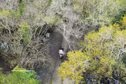 顺化茹茶原始红树林入秋：金黄花开满林 诗意宁静醉游人