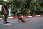 默默守护重大活动安全的越南南部警卫室“四脚战士”