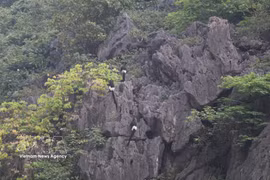 栖息于云龙湿地自然保护区的德氏乌叶猴。图片来源：越通社