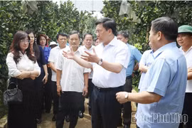 富寿省人民委员会主席陈维东考察安治乡大同农业合作社福演柚种植模式。图自baophutho.vn