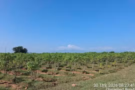 日本星公司在越南庆和省美山乡的麻疯树种植区。日本星公司.供图