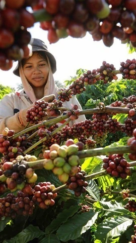 绿色转型——越南企业融入全球供应链的关键